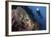 A Diver Looks on at a Tassled Scorpionfish Lying in a Barrel Sponge-Stocktrek Images-Framed Photographic Print