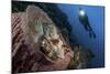 A Diver Looks on at a Tassled Scorpionfish Lying in a Barrel Sponge-Stocktrek Images-Mounted Photographic Print