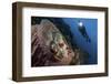 A Diver Looks on at a Tassled Scorpionfish Lying in a Barrel Sponge-Stocktrek Images-Framed Photographic Print