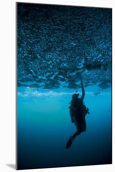 A Diver Reaches Up to Touch the Ceiling of an Undercut, Caused by Wave Erosion-null-Mounted Photographic Print