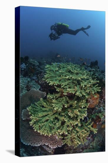 A Diver Swims Above a Healthy Coral Reef in Indonesia-Stocktrek Images-Stretched Canvas