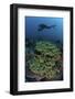 A Diver Swims Above a Healthy Coral Reef in Indonesia-Stocktrek Images-Framed Photographic Print
