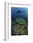 A Diver Swims Above a Healthy Coral Reef in Indonesia-Stocktrek Images-Framed Photographic Print