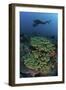 A Diver Swims Above a Healthy Coral Reef in Indonesia-Stocktrek Images-Framed Photographic Print