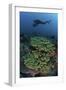 A Diver Swims Above a Healthy Coral Reef in Indonesia-Stocktrek Images-Framed Photographic Print