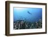 A Diver Swims Above a Healthy Coral Reef in Komodo National Park, Indonesia-Stocktrek Images-Framed Photographic Print