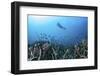 A Diver Swims Above a Healthy Coral Reef in Komodo National Park, Indonesia-Stocktrek Images-Framed Photographic Print