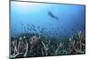 A Diver Swims Above a Healthy Coral Reef in Komodo National Park, Indonesia-Stocktrek Images-Mounted Photographic Print