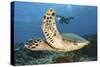 A Diver Swims Alongside a Hawksbill Sea Turtle Off of Indonesia-Stocktrek Images-Stretched Canvas