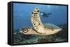 A Diver Swims Alongside a Hawksbill Sea Turtle Off of Indonesia-Stocktrek Images-Framed Stretched Canvas