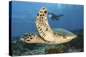 A Diver Swims Alongside a Hawksbill Sea Turtle Off of Indonesia-Stocktrek Images-Stretched Canvas