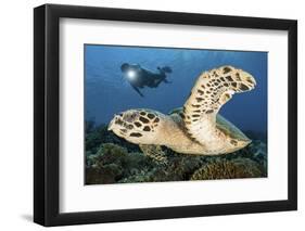 A Diver Swims Alongside a Hawksbill Sea Turtle Off of Indonesia-Stocktrek Images-Framed Photographic Print