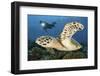 A Diver Swims Alongside a Hawksbill Sea Turtle Off of Indonesia-Stocktrek Images-Framed Photographic Print