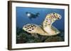 A Diver Swims Alongside a Hawksbill Sea Turtle Off of Indonesia-Stocktrek Images-Framed Photographic Print