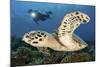 A Diver Swims Alongside a Hawksbill Sea Turtle Off of Indonesia-Stocktrek Images-Mounted Photographic Print