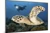 A Diver Swims Alongside a Hawksbill Sea Turtle Off of Indonesia-Stocktrek Images-Mounted Photographic Print