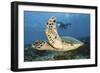 A Diver Swims Alongside a Hawksbill Sea Turtle Off of Indonesia-Stocktrek Images-Framed Photographic Print