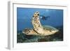A Diver Swims Alongside a Hawksbill Sea Turtle Off of Indonesia-Stocktrek Images-Framed Photographic Print