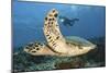 A Diver Swims Alongside a Hawksbill Sea Turtle Off of Indonesia-Stocktrek Images-Mounted Photographic Print
