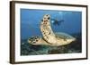 A Diver Swims Alongside a Hawksbill Sea Turtle Off of Indonesia-Stocktrek Images-Framed Photographic Print