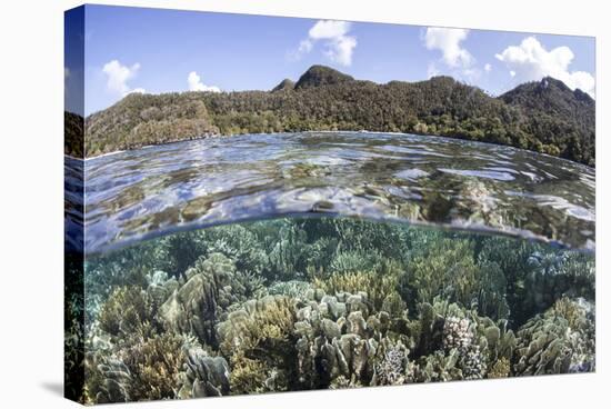 A Diverse Array of Corals Grow in Raja Ampat, Indonesia-Stocktrek Images-Stretched Canvas