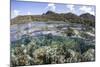 A Diverse Array of Corals Grow in Raja Ampat, Indonesia-Stocktrek Images-Mounted Photographic Print