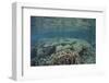 A Diverse Array of Corals Grow in Raja Ampat, Indonesia-Stocktrek Images-Framed Photographic Print