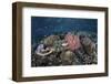 A Diverse Array of Corals Grow in Raja Ampat, Indonesia-Stocktrek Images-Framed Photographic Print