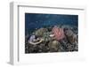 A Diverse Array of Corals Grow in Raja Ampat, Indonesia-Stocktrek Images-Framed Photographic Print