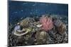 A Diverse Array of Corals Grow in Raja Ampat, Indonesia-Stocktrek Images-Mounted Photographic Print