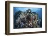 A Diverse Array of Invertebrates Cover a Healthy Reef in Indonesia-Stocktrek Images-Framed Photographic Print