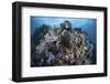 A Diverse Array of Invertebrates Cover a Healthy Reef in Indonesia-Stocktrek Images-Framed Photographic Print