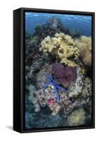 A Diverse Array of Invertebrates Cover a Reef in Indonesia-Stocktrek Images-Framed Stretched Canvas