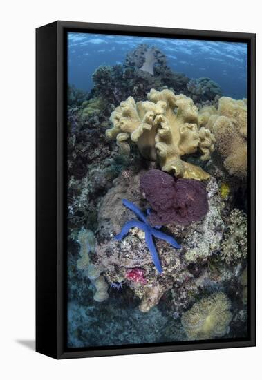 A Diverse Array of Invertebrates Cover a Reef in Indonesia-Stocktrek Images-Framed Stretched Canvas