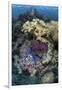 A Diverse Array of Invertebrates Cover a Reef in Indonesia-Stocktrek Images-Framed Photographic Print