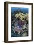 A Diverse Array of Invertebrates Cover a Reef in Indonesia-Stocktrek Images-Framed Photographic Print