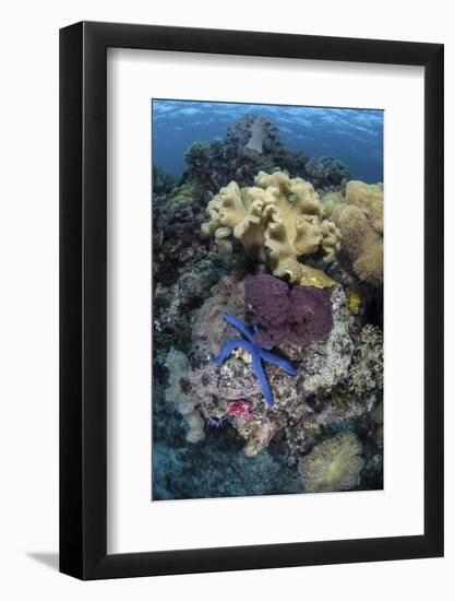 A Diverse Array of Invertebrates Cover a Reef in Indonesia-Stocktrek Images-Framed Photographic Print