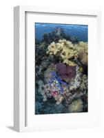 A Diverse Array of Invertebrates Cover a Reef in Indonesia-Stocktrek Images-Framed Photographic Print