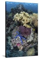 A Diverse Array of Invertebrates Cover a Reef in Indonesia-Stocktrek Images-Stretched Canvas