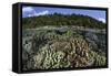 A Diverse Array of Reef-Building Corals in Raja Ampat, Indonesia-Stocktrek Images-Framed Stretched Canvas