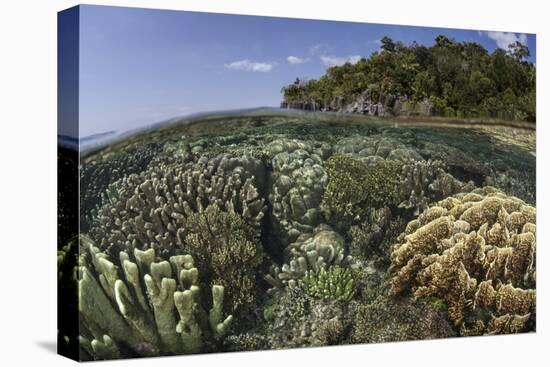 A Diverse Array of Reef-Building Corals in Raja Ampat, Indonesia-Stocktrek Images-Stretched Canvas