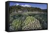 A Diverse Array of Reef-Building Corals in Raja Ampat, Indonesia-Stocktrek Images-Framed Stretched Canvas