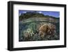 A Diverse Array of Reef-Building Corals in Raja Ampat, Indonesia-Stocktrek Images-Framed Photographic Print