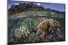 A Diverse Array of Reef-Building Corals in Raja Ampat, Indonesia-Stocktrek Images-Mounted Photographic Print