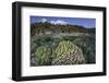 A Diverse Array of Reef-Building Corals in Raja Ampat, Indonesia-Stocktrek Images-Framed Photographic Print