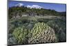 A Diverse Array of Reef-Building Corals in Raja Ampat, Indonesia-Stocktrek Images-Mounted Photographic Print