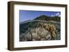 A Diverse Array of Reef-Building Corals in Raja Ampat, Indonesia-Stocktrek Images-Framed Photographic Print