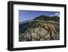 A Diverse Array of Reef-Building Corals in Raja Ampat, Indonesia-Stocktrek Images-Framed Photographic Print