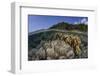 A Diverse Array of Reef-Building Corals in Raja Ampat, Indonesia-Stocktrek Images-Framed Photographic Print