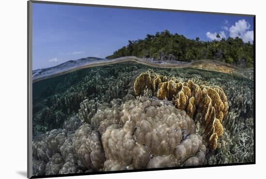A Diverse Array of Reef-Building Corals in Raja Ampat, Indonesia-Stocktrek Images-Mounted Photographic Print